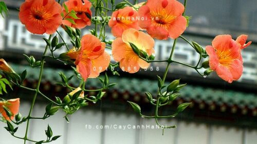 Dây Lan Tiêu Dây Lan Tiêu