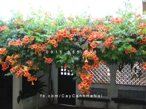 Dây lan tiêu Dây lan tiêu