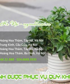 Địa chỉ bán cây dành dành tại Hà Nội