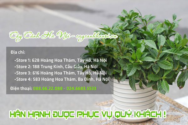 Địa chỉ bán cây dành dành tại Hà Nội