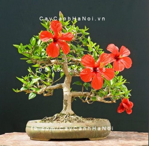 cây hoa dâm bụt cây hoa dâm bụt