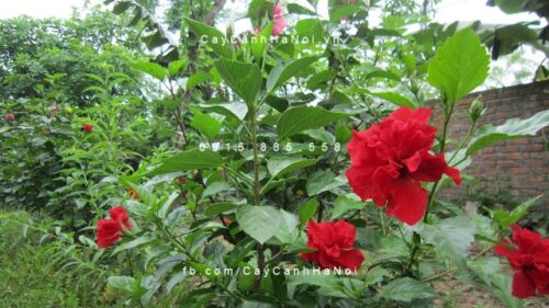 Cây dâm bụt Cây dâm bụt