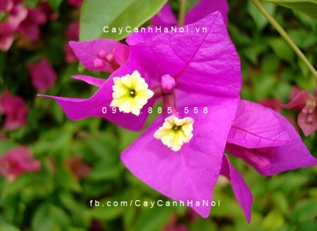 Hoa giấy 4 chùm hoa giấy