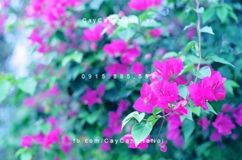 Hoa giấy 3 bông giấy tím