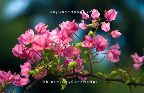 Hoa giấy 2 cây bông giấy