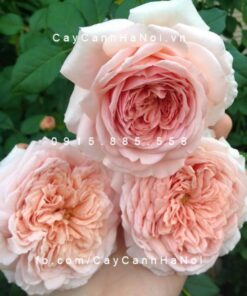 Hình ảnh hoa hồng Abraham Darby Tree Rose