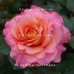 Hoa hồng Augusta Luise Tree Rose