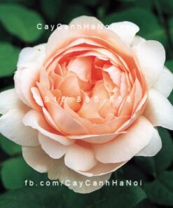 Hình ảnh hoa hồng Ambridge