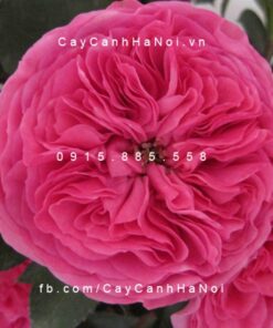Hình ảnh hoa hồng Baronesse Rose