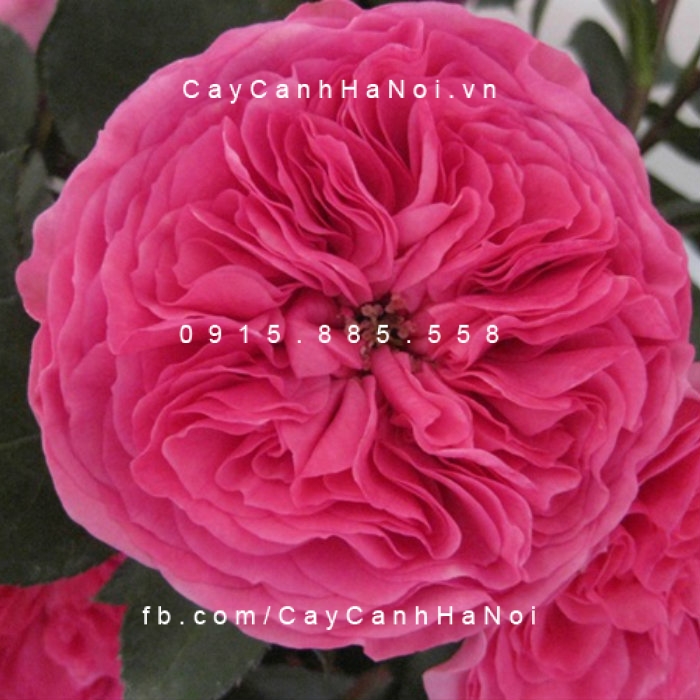Hoa hồng Baronesse Rose