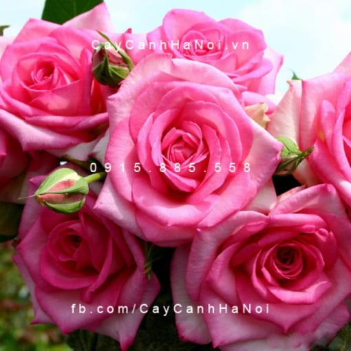 Hình ảnh hoa hồng Beverly