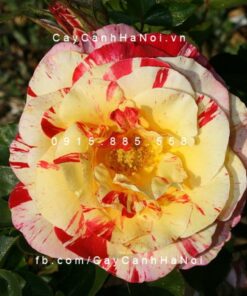 Hình ảnh hoa hồng Camille Pissarro