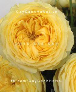 Hoa hồng Catalina Spray