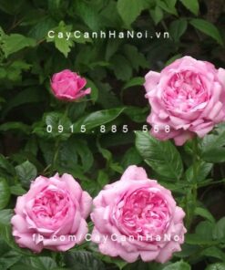 Hình ảnh hoa hồng Chantal Merieux
