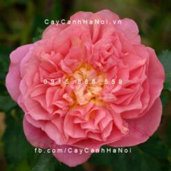 Hình ảnh hoa hồng Christopher Marlowe