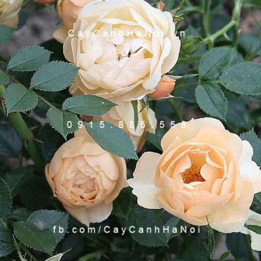 Hình ảnh hoa hồng Comte De Champagne