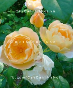 Hình ảnh hoa hồng Comte De Champagne
