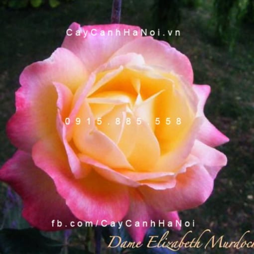 Hình ảnh hoa hồng Dame Elizabeth Murdock