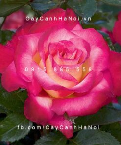 Hình ảnh hoa hồng Dick Clark