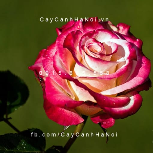 Hình ảnh hoa hồng Dick Clark