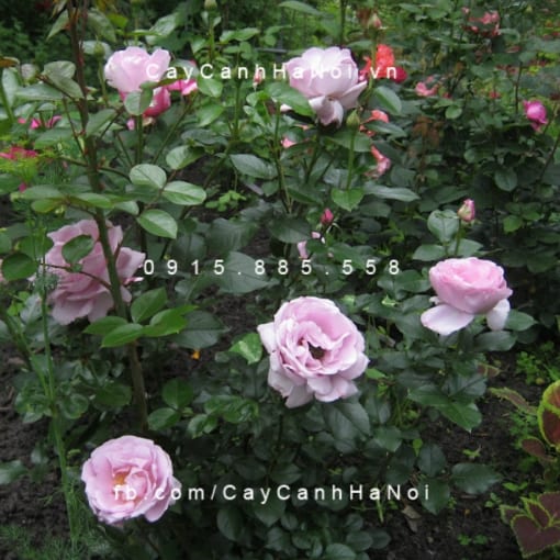 Hình ảnh hoa hồng Du Petit Prince