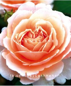 Hình ảnh hoa hồng Duftjuwel
