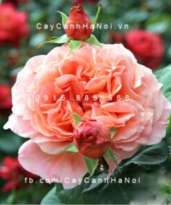 Hình ảnh hoa hồng Estruca