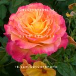 Hoa hồng Garden Delight