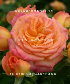 Hình ảnh hoa hồng Garden Delight