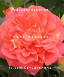 Hình ảnh hoa hồng Gebruder Grimm