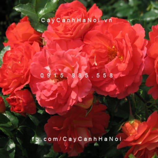 Hình ảnh hoa hồng Gebruder Grimm