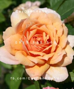Hình ảnh hoa hồng Grace