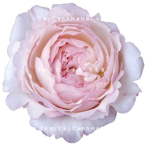 Hình ảnh hoa hồng Keira