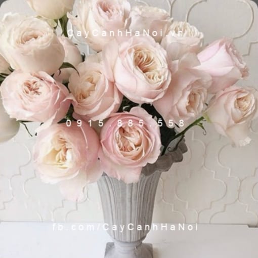 Hình ảnh hoa hồng Keira