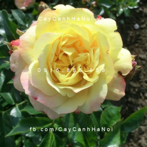 Hình ảnh hoa hồng Lampion