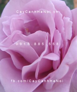 Hình ảnh hoa hồng lilac