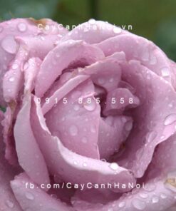 Hình ảnh hoa hồng lilac
