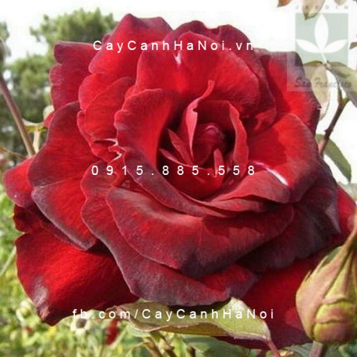 Hình ảnh hoa hồng Me Delbard