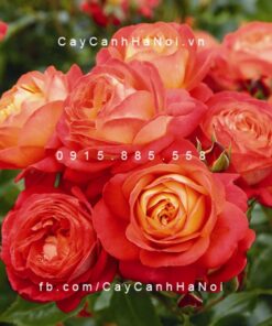 Hình ảnh hoa hồng Midsummer