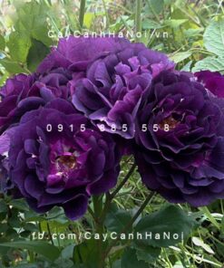 Hình ảnh hoa hồng Midnight blue