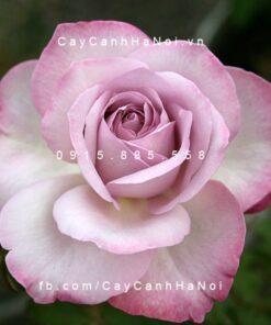 Hình ảnh hoa hồng Nicole Carol Miller