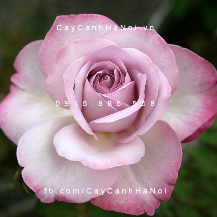 Hoa hồng Nicole Carol Miller