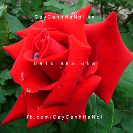 Hình ảnh hoa hồng Osaka