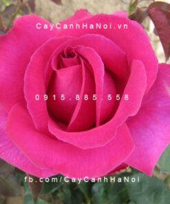 Hình ảnh hoa hồng Purple Prince