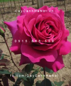 Hình ảnh hoa hồng Purple Prince