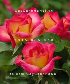 Hình ảnh hoa hồng Rainbow Sorbet