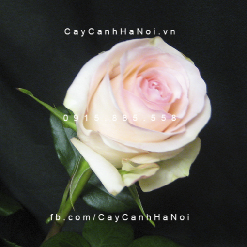 Hình ảnh hoa hồng Senorita