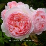 Hoa hồng Sharifa Asma