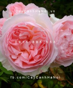 Hình ảnh hoa hồng Sharifa Asma