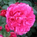 Hoa hồng Sir John Betjeman